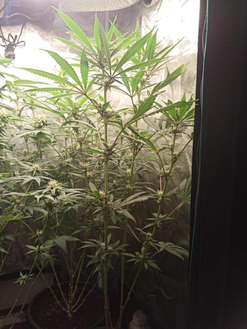 Ape origin + Diamonds river seeds +Kyoto. Week 10 - Oxymore day 2