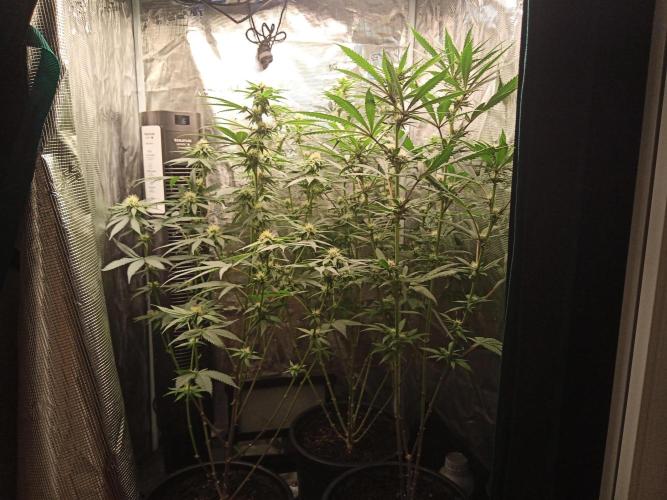 Ape origin + Diamonds river seeds +Kyoto. Week 10 - Day 2