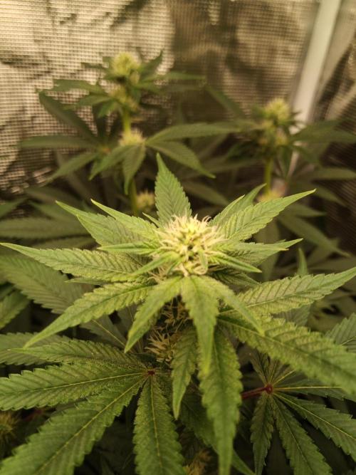 Ape origin + Diamonds river seeds +Kyoto. Week 10 - Kush mints day 2