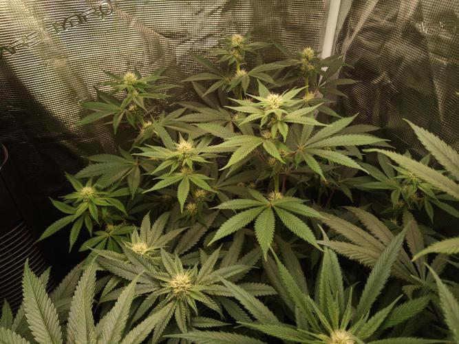 Ape origin + Diamonds river seeds +Kyoto. Week 10 - Kush mints day 2