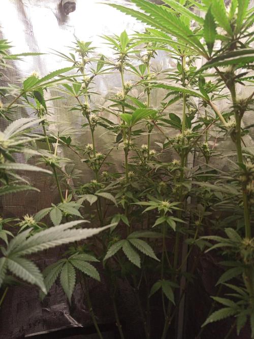 Ape origin + Diamonds river seeds +Kyoto. Week 10 - Kush mint day 2