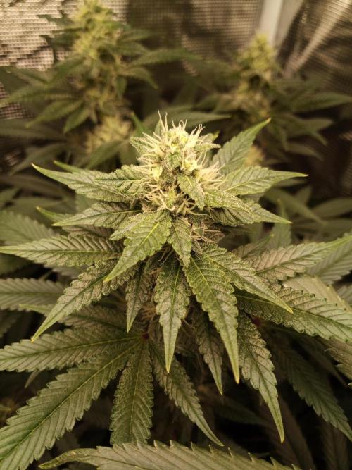 Ape origin + Diamonds river seeds +Kyoto. Week 11 - Kush mints day 5