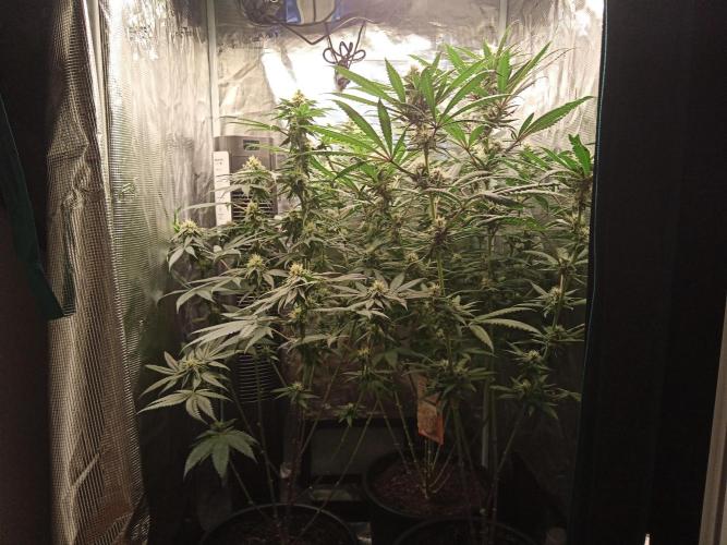 Ape origin + Diamonds river seeds +Kyoto. Week 11 - Day 5
