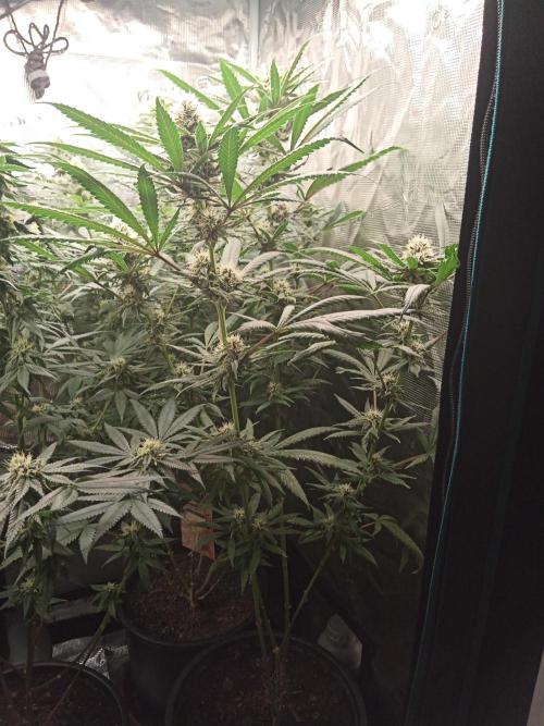 Ape origin + Diamonds river seeds +Kyoto. Week 11 - Oxymore day 5
