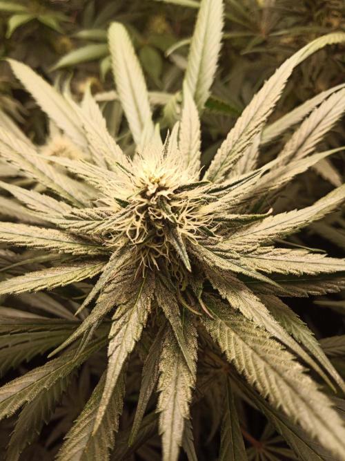 Ape origin + Diamonds river seeds +Kyoto. Week 11 - Oxymore day 5