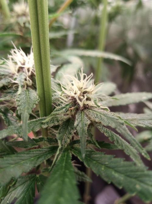 Ape origin + Diamonds river seeds +Kyoto. Week 11 - Oxymore day 5 (pink pheno ?)