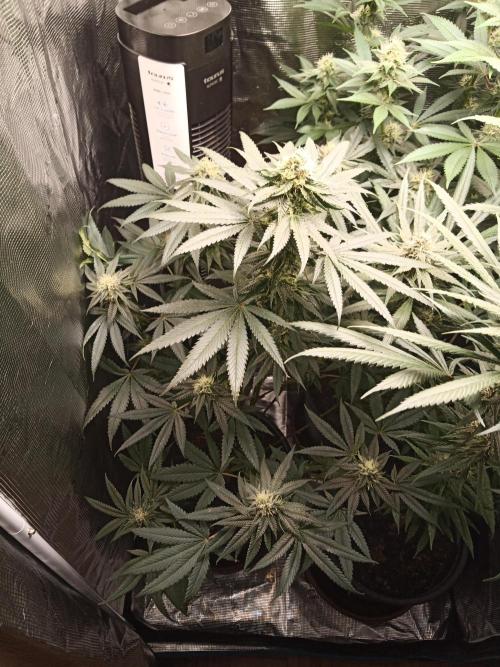 Ape origin + Diamonds river seeds +Kyoto. Week 11 - Kyoto day 5