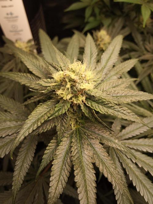 Ape origin + Diamonds river seeds +Kyoto. Week 11 - Kyoto day 5
