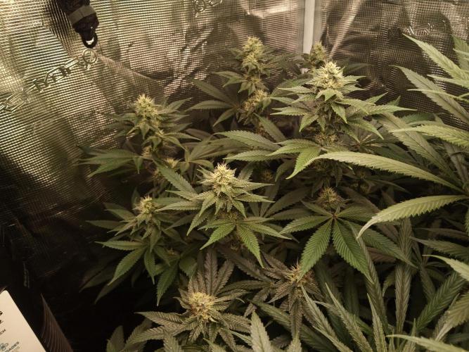 Ape origin + Diamonds river seeds +Kyoto. Week 11 - Kush mints day 5