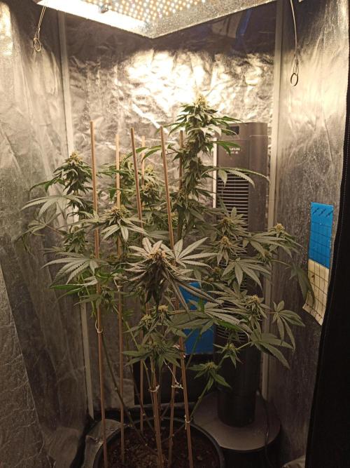Ape origin + Diamonds river seeds +Kyoto. Week 12 - Kyoto day 5