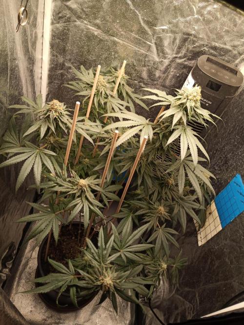 Ape origin + Diamonds river seeds +Kyoto. Week 12 - Kyoto day 5