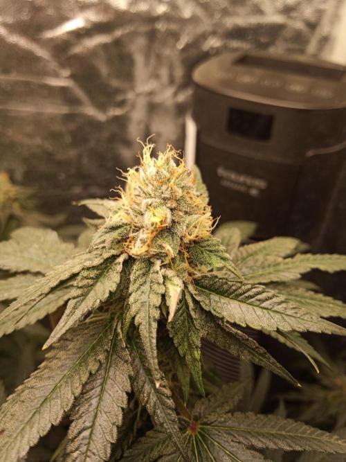 Ape origin + Diamonds river seeds +Kyoto. Week 12 - Kyoto day 5