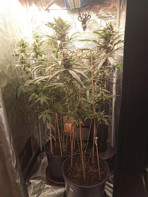 Ape origin + Diamonds river seeds +Kyoto. Week 12 - Oxymore day 5
