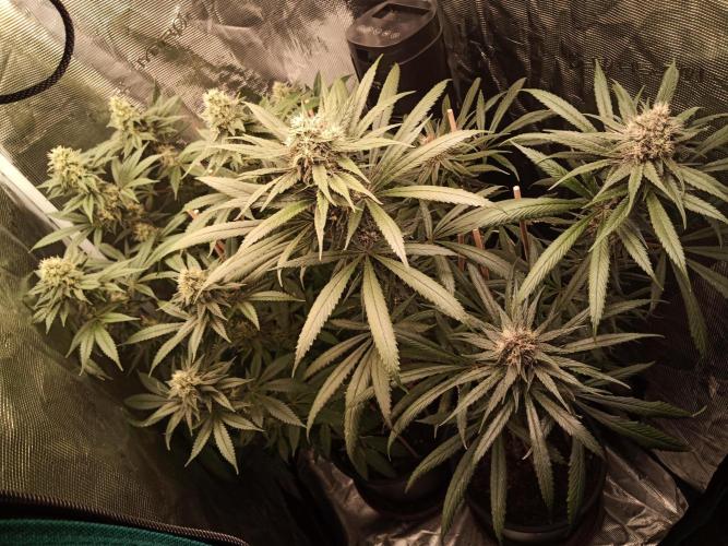 Ape origin + Diamonds river seeds +Kyoto. Week 12 - Oxymore day 5