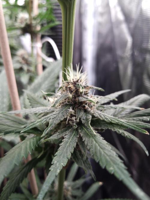 Ape origin + Diamonds river seeds +Kyoto. Week 12 - Oxymore day 5