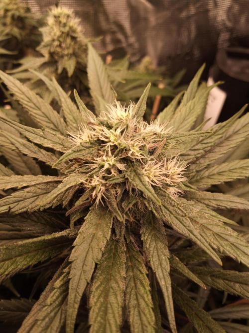 Ape origin + Diamonds river seeds +Kyoto. Week 12 - Oxymore day 5