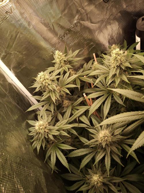 Ape origin + Diamonds river seeds +Kyoto. Week 12 - Kush mints day 5