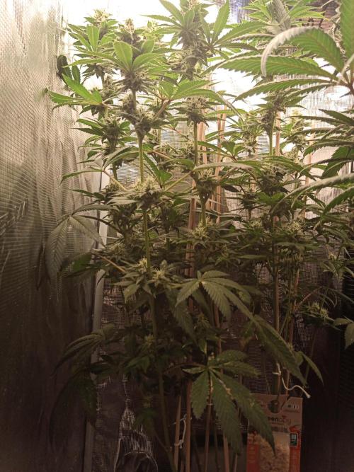 Ape origin + Diamonds river seeds +Kyoto. Week 12 - Kush mints day 5