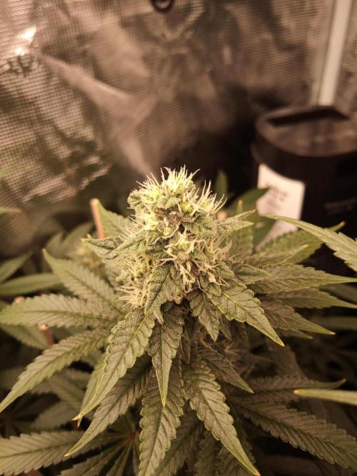 Ape origin + Diamonds river seeds +Kyoto. Week 12 - Kush mints day 5