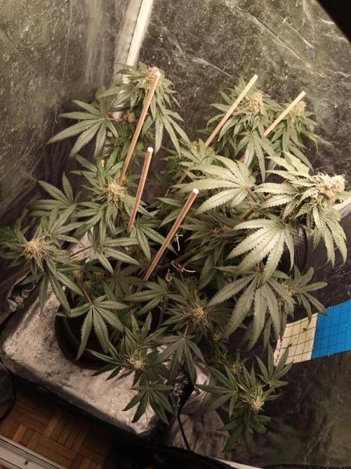 Ape origin + Diamonds river seeds +Kyoto. Week 13 - Kyoto day 3
