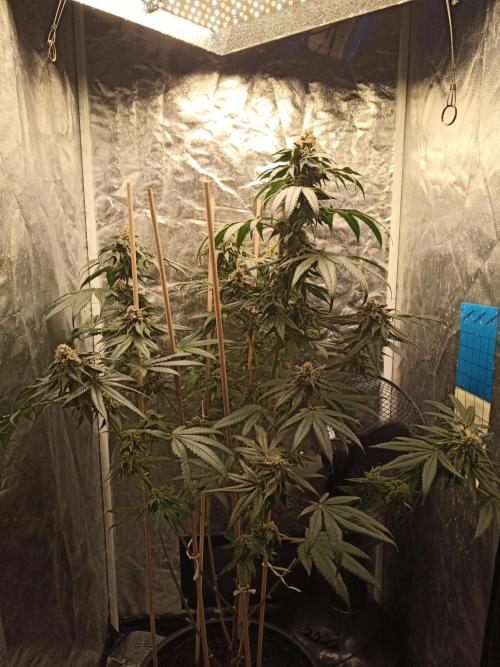 Ape origin + Diamonds river seeds +Kyoto. Week 13 - Kyoto day 3