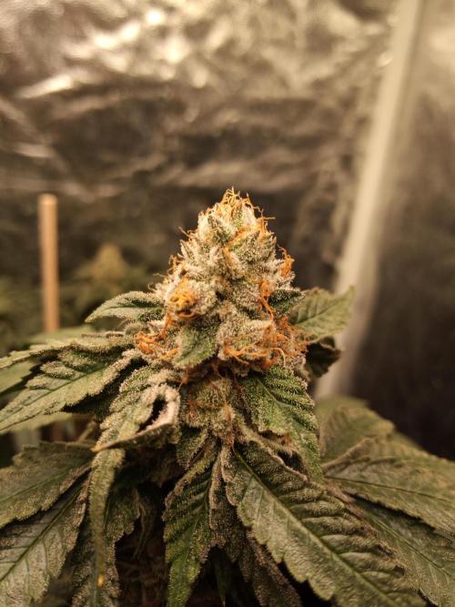 Ape origin + Diamonds river seeds +Kyoto. Week 13 - Kyoto day 3