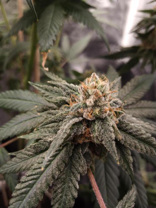 Ape origin + Diamonds river seeds +Kyoto. Week 13 - Kyoto day 3