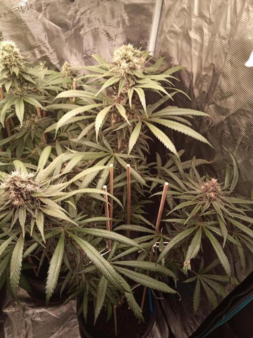 Ape origin + Diamonds river seeds +Kyoto. Week 13 - Oxymore day 3