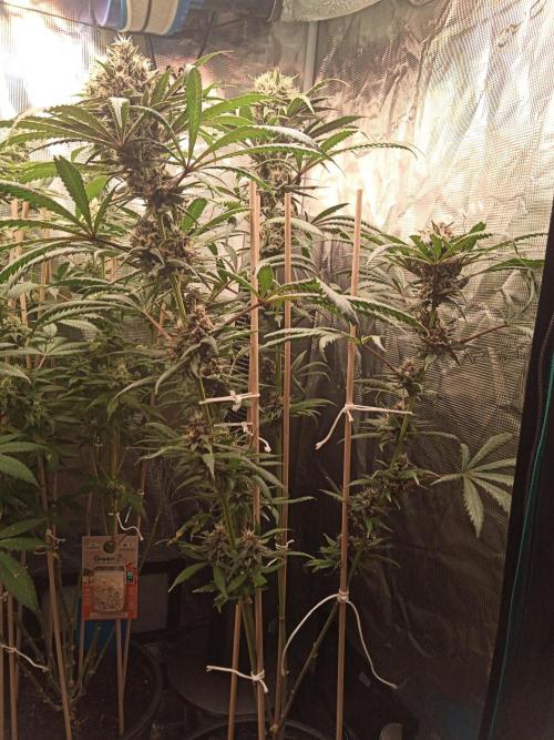 Ape origin + Diamonds river seeds +Kyoto. Week 13 - Oxymore day 3