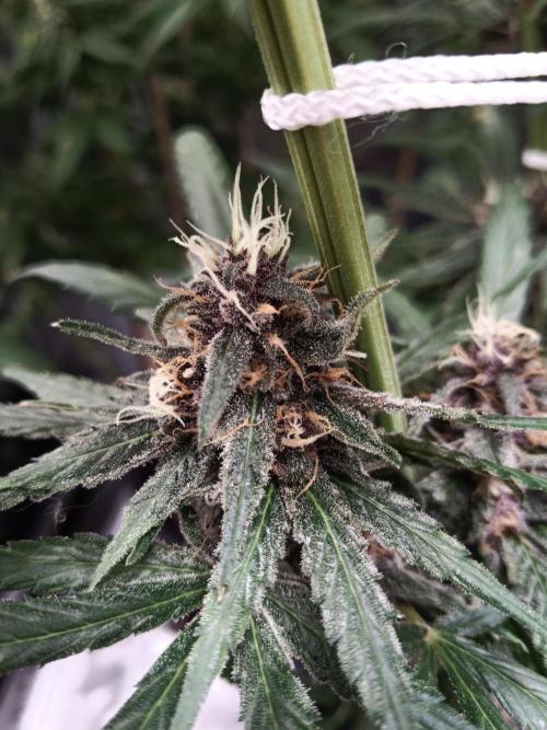 Ape origin + Diamonds river seeds +Kyoto. Week 13 - Oxymore day 3