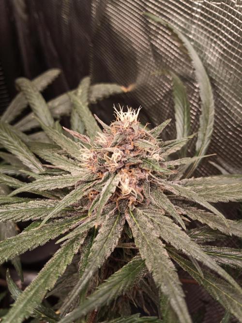 Ape origin + Diamonds river seeds +Kyoto. Week 13 - Oxymore day 3