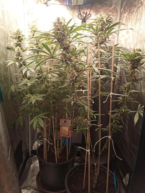Ape origin + Diamonds river seeds +Kyoto. Week 13 - Oxymore/ kush mints day 3