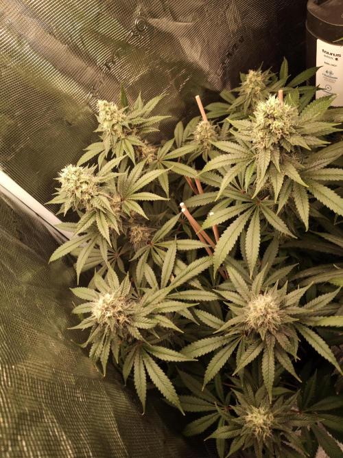 Ape origin + Diamonds river seeds +Kyoto. Week 13 - Kush mints day 3
