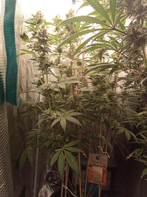 Ape origin + Diamonds river seeds +Kyoto. Week 13 - Kush mints day 3