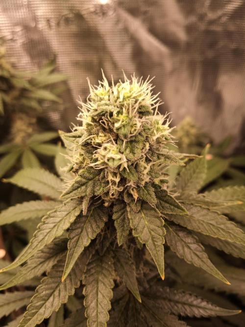 Ape origin + Diamonds river seeds +Kyoto. Week 13 - Kush mints day 3