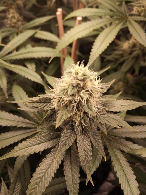 Ape origin + Diamonds river seeds +Kyoto. Week 13 - Kush mints day 3