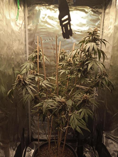 Ape origin + Diamonds river seeds +Kyoto. Week 14 - Kyoto day 6