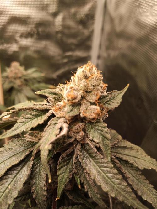 Ape origin + Diamonds river seeds +Kyoto. Week 14 - Kyoto day 6