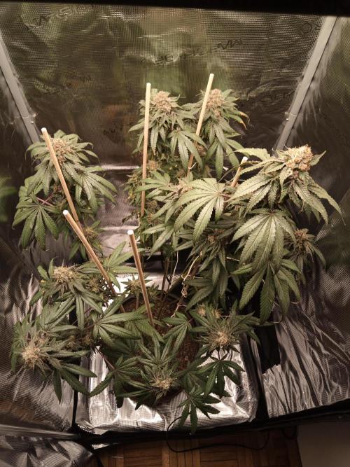 Ape origin + Diamonds river seeds +Kyoto. Week 14 - Kyoto day 6