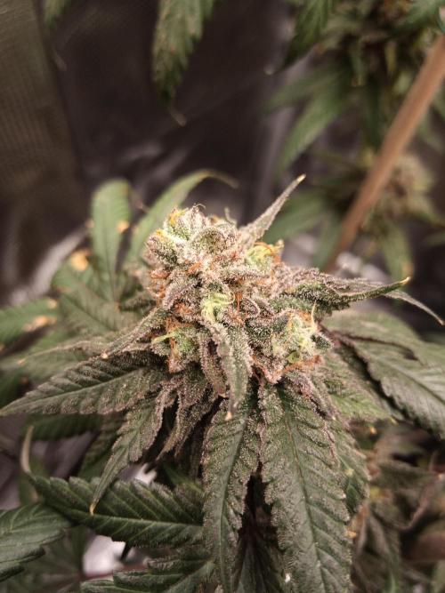 Ape origin + Diamonds river seeds +Kyoto. Week 14 - Kyoto day 6