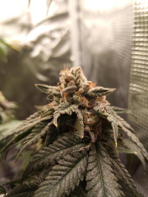 Ape origin + Diamonds river seeds +Kyoto. Week 14 - Kyoto day 6