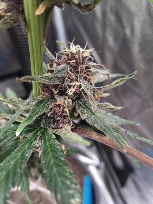 Ape origin + Diamonds river seeds +Kyoto. Week 14 - Oxymore day 6