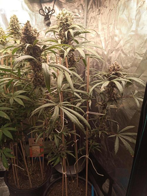 Ape origin + Diamonds river seeds +Kyoto. Week 14 - Oxymore day 6