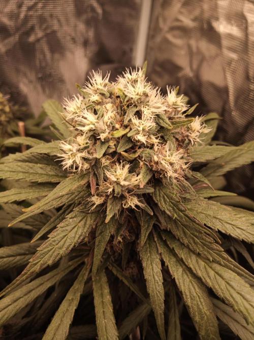 Ape origin + Diamonds river seeds +Kyoto. Week 14 - Oxymore day 6