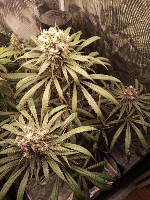 Ape origin + Diamonds river seeds +Kyoto. Week 14 - Oxymore day 6