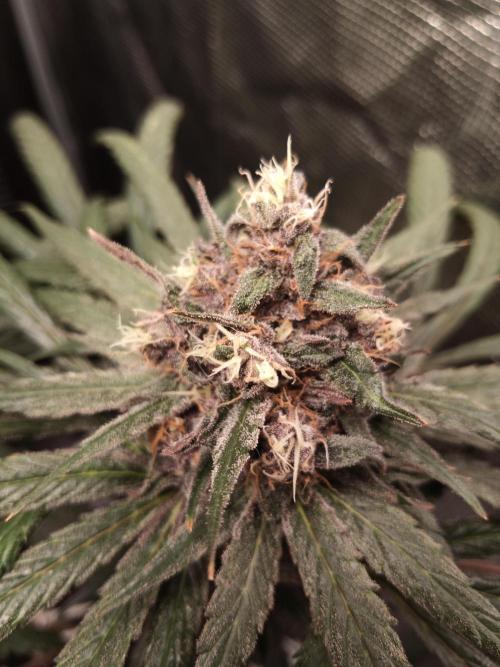Ape origin + Diamonds river seeds +Kyoto. Week 14 - Oxymore day 6