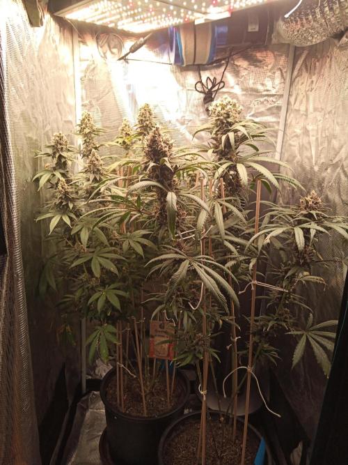 Ape origin + Diamonds river seeds +Kyoto. Week 14 - Oxymore day 6
