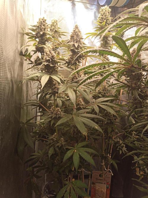 Ape origin + Diamonds river seeds +Kyoto. Week 14 - Kush mints day 6