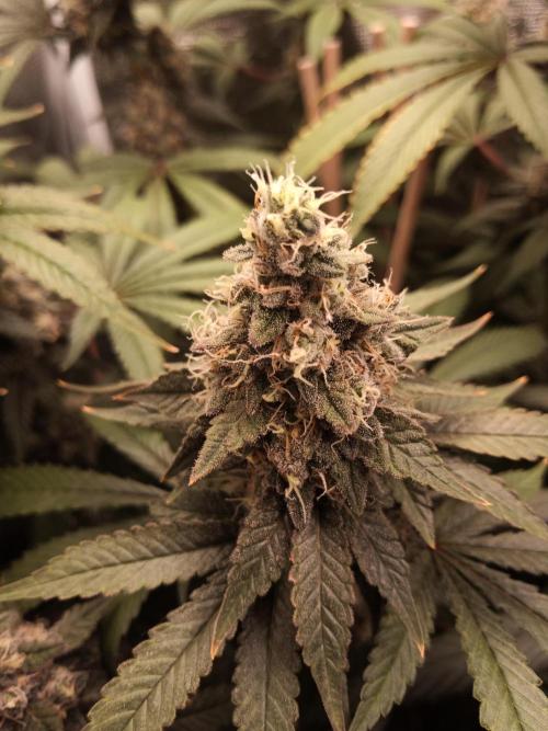 Ape origin + Diamonds river seeds +Kyoto. Week 14 - Kush mints day 6