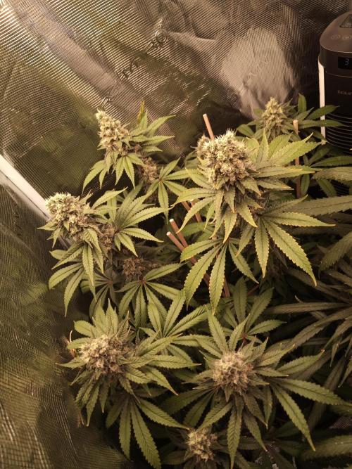 Ape origin + Diamonds river seeds +Kyoto. Week 14 - Kush mints day 6